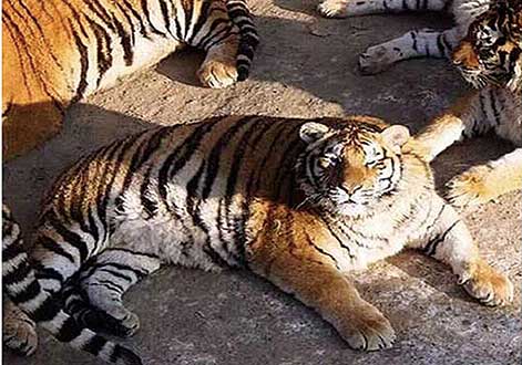 Harimau Obesitas di Kebun Binatang Jadi Viral
